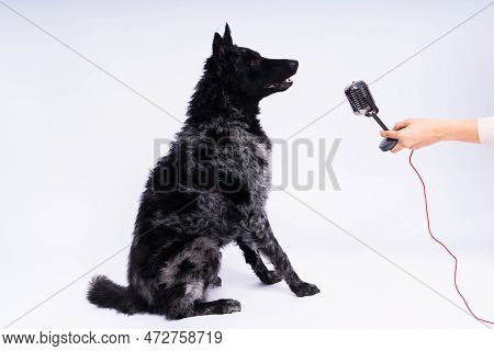 Mudi Dog With Microphone On White Studio Background