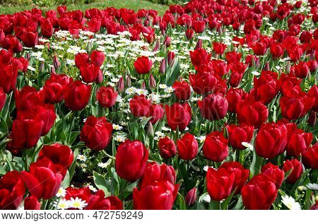 A Lawn With Red Tulips And White Daisies In Goztepe Park During The Annual Tulip Festival In Istanbu