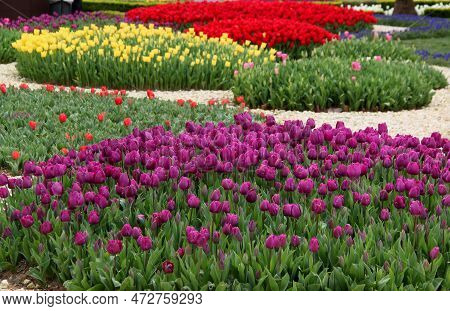 Meadow With Thousands Of Bright Purple, Yellow And Red Tulips At Goztepe Park During The Annual Tuli