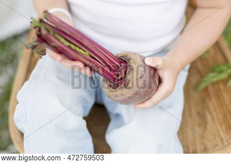 A Child Holds A Beet On His Lap On A Chair In The Garden