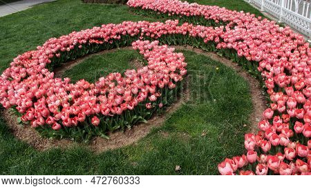 A Lawn With Large Pink Tulips Planted In An Arc In Goztepe Park During The Annual Tulip Festival In 