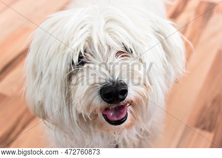 Close-up Of A Cute White Bichon Maltes Dog On The Parquet Of Home House