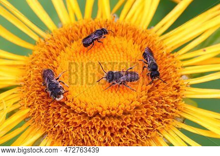 Natural Closeup On 3 Solitary Bee Species Heriades Truncorum, Megachile Rotundata, Stelis Breviuscul