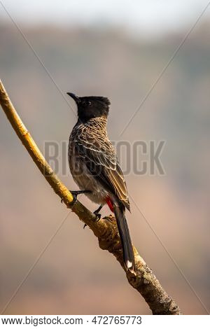 Portrait Of Red-vented Bulbul Red Backed Shrike On Branch Posing