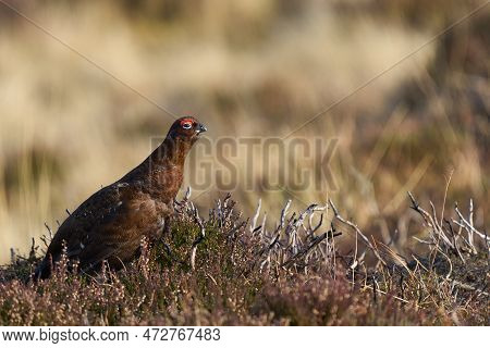 Red Grouse (lagopus Lagopus) On A Grouse Moor In The Highlands Of Scotland, United Kingdom.