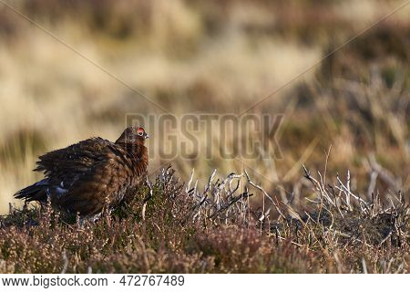 Red Grouse (lagopus Lagopus) On A Grouse Moor In The Highlands Of Scotland, United Kingdom.