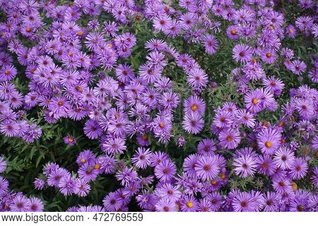 Plentitude Of Purple Flowers Of Symphyotrichum Novae-angliae With Bees In October