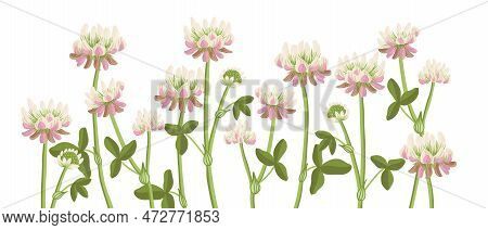 Alsike Clover, Field Flowers, Vector Drawing Wild Plants At White Background, Floral Elements, Hand 