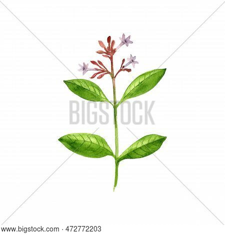 Watercolor Drawing Flower Of Indian Snakeroot, Devil Pepper, Serpentine Wood, Rauvolfia Serpentina, 