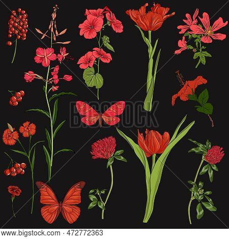 Vector Drawing Butterflies And Red Flowers, Rosebay, Tulips, Clover And Carnation, Floral Elements A
