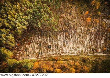 Aerial View Green Pine Forest In Deforestation Area Landscape. Top View Of European Nature From High