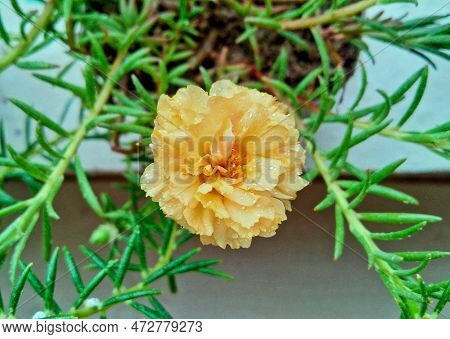 Beautiful Light Yellow Portulaca Flower On Green Grass Close-up Shot. Blooming Portulaca Flower. Sum