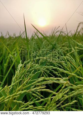 Rice Farm With The Blue Sky, Green Rice Field, View Of Fresh Green Grass Growing Lushly In Wild Fiel
