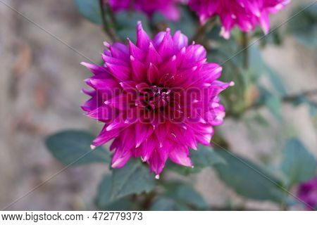 Beautiful Dahlia Flower With A Close-up Shot On A Natural Green Background. Purple Dahlia Flower Pho