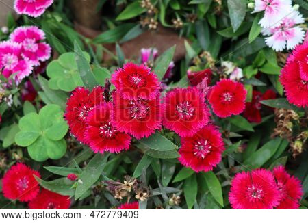Dianthus Floral Petal. Red Sweet William Flower With Green Leaves And Natural Background. Bloody Red