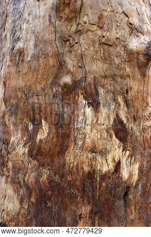 The Texture Of A Tree Trunk And Grunge Effect. Dry Brown Oak Tree Bark Texture Close-up Photoshoot. 