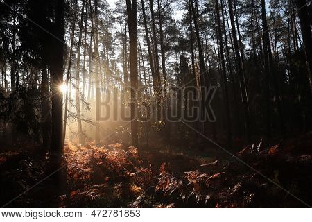 Autumn forest misty landscape Nature sunrise sun morning landscape Nature background Nature background Nature woods landscape trees Nature landscape Nature background Nature mist Nature landscape Nature landscape light Nature landscape Nature background.
