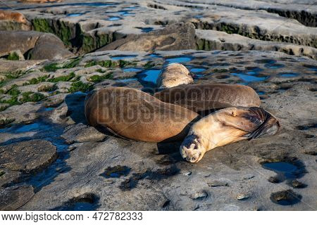 Sealion Relaxing In Wildlife At Sea Rock. Sealion In Wildlife At Ocean. California Sealion In Wildli