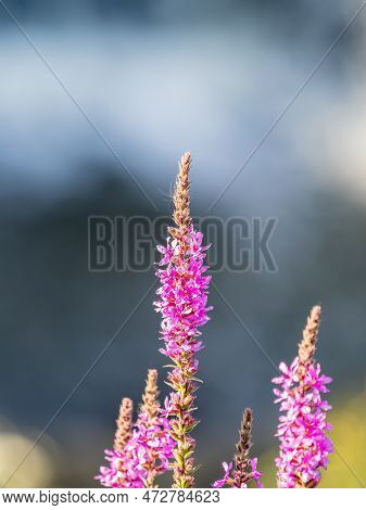 Summer Flowering Purple Loosestrife, Lythrum Tomentosum On A Green Blured Background.