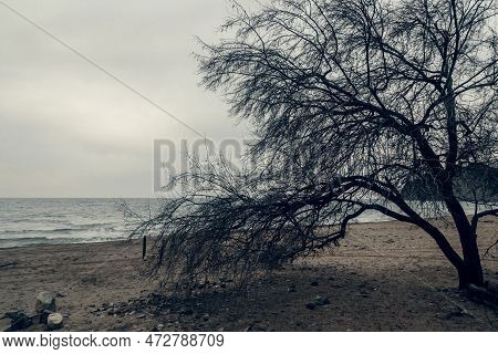 Silhouette Of Trees On Beach Of Black Sea. Crimea