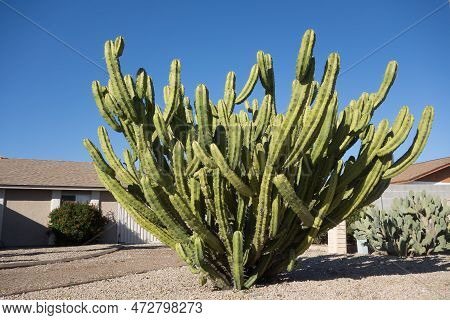 Xeriscaped Road Shoulder With Tree-like Appearance Of Stetsonia Coryne Also Known As  Argentine Toot