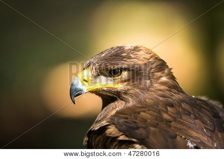 Steppe eagle - close-up portret van deze majestueuze bird of prey