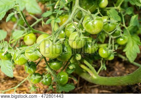 Ripening Tomatoes On Tomato Bush, Close-up. Tomato Tree With Green Tomatoes For Publication, Design,