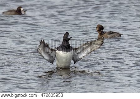 The Greater Scaup (aythya Marila ), Drake On A River In Wisconsin In Winter During A Migration To Th