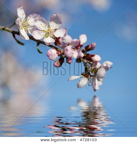Spring Background With Pink Almond Flower And Water Reflexion