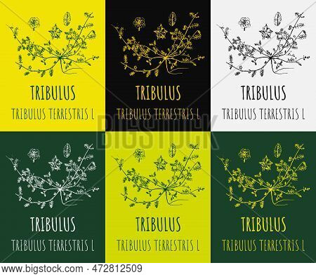 Set Of Drawings Tribulus In Different Colors. Hand Drawn Illustration. Latin Name Tribulus Terrestri