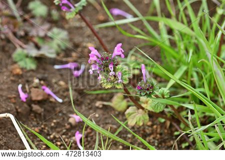 The Henbit Flowers. Lamiaceae Biennial Weed. Grows On Roadsides And Along The Banks Of Fields, And B