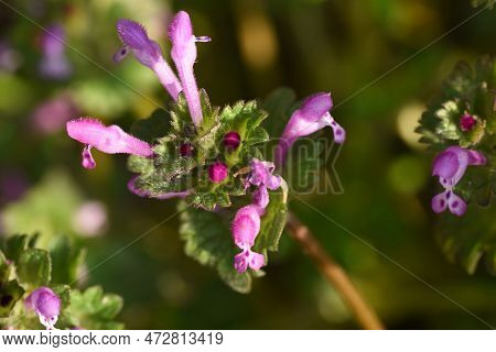 The Henbit Flowers. Lamiaceae Biennial Weed. Grows On Roadsides And Along The Banks Of Fields, And B
