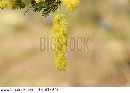 Cootamundra Wattle ( Acacia Baileyana ) Flowers. Fabaceae Evergreen Tree Native To Australia. Yellow