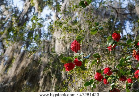 Czerwone róże na hiszpański Moss