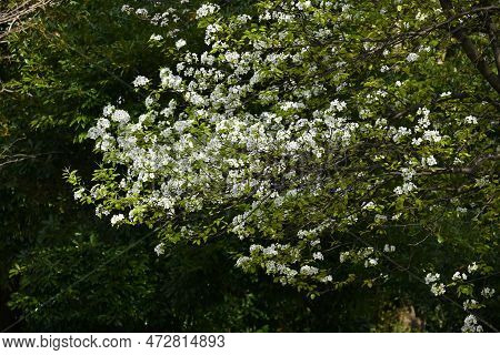 Japanese Sand Pear ( Pyrus Pyrifolia ) Flowers. Beautiful White Flowers Bloom From April To May, And