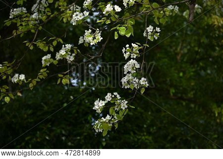 Japanese Sand Pear ( Pyrus Pyrifolia ) Flowers. Beautiful White Flowers Bloom From April To May, And