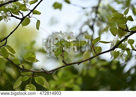 Japanese Sand Pear ( Pyrus Pyrifolia ) Flowers. Beautiful White Flowers Bloom From April To May, And