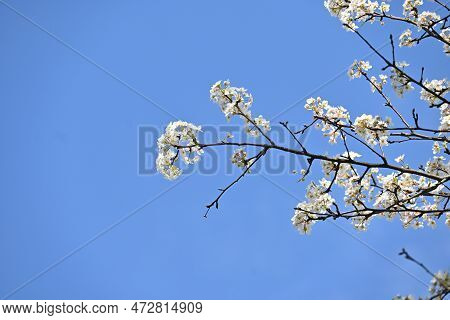 Japanese Sand Pear ( Pyrus Pyrifolia ) Flowers. Beautiful White Flowers Bloom From April To May, And