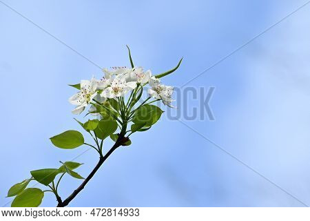 Japanese Sand Pear ( Pyrus Pyrifolia ) Flowers. Beautiful White Flowers Bloom From April To May, And