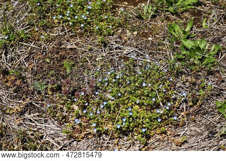 Persian Speedwell ( Veronica Persica ) Flowers.plantaginaceae Biennial Weeds. It Grows Along Roadsid