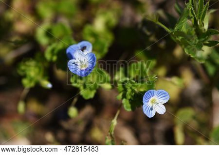 Persian Speedwell ( Veronica Persica ) Flowers.plantaginaceae Biennial Weeds. It Grows Along Roadsid