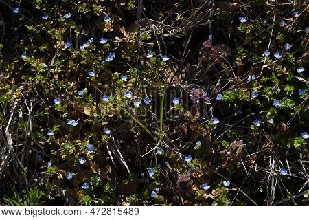 Persian Speedwell ( Veronica Persica ) Flowers.plantaginaceae Biennial Weeds. It Grows Along Roadsid