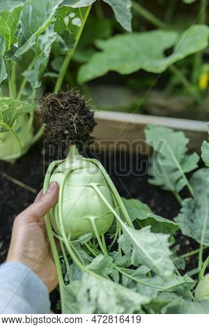 Greens Kohlrabi Vegetables.hand Pulls Kohlrabi Out Of The Ground With A Root. Kohlrabi Vegetables In