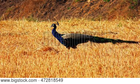 Rajkot,gujara,india. March-02-2023. Indian Peafowl (peacock) Walking In Harvested Wheat Farm.
