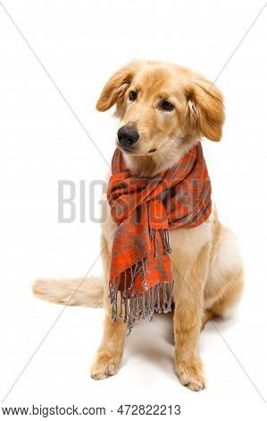 Isolated Blond Hovawart Puppy. Studio Shot Of A Cute Hovawart Puppy. Golden Retriever Puppy