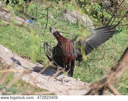 Rajkot, Gujarat, India. March-04-2023. Glossy Ibis ( Plegadis Falcinellus) Having Sun Bath In Some O