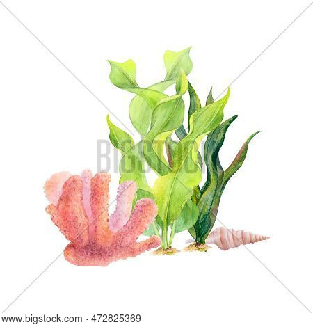 Watercolor Drawing Of Coral, Ribbon Algae And A Shell On White Background. Underwater Set For Illust
