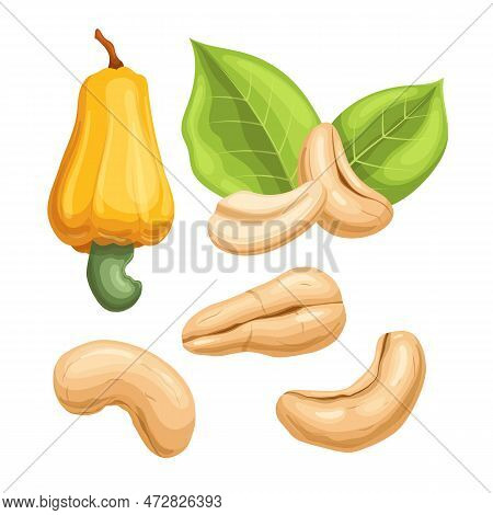 Cashew Nut Set Cartoon. Food Snack, Vegetarian Healthy, Natural Seed, Roasted Organic, Ingredient Wh