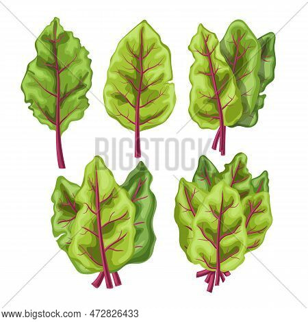 Chard Food Vegetable Set Cartoon. Green Fresh, Organic Salad, Diet Leaf, Plant Vegetarian, Swiss Nat