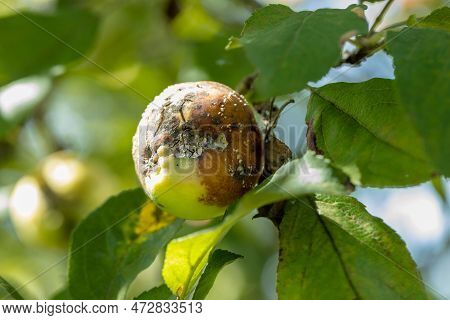 Apple Moniliasis. The Apple Rot On The Tree. Fruit Rot Of The Apple Tree. Diseases Of Fruit Trees.